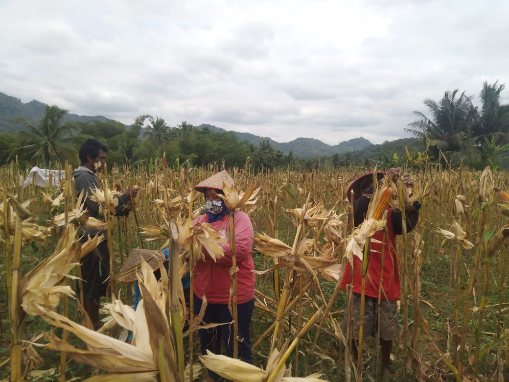 Kuatkan Ketahanan Pangan, Genjot Produksi Jagung
